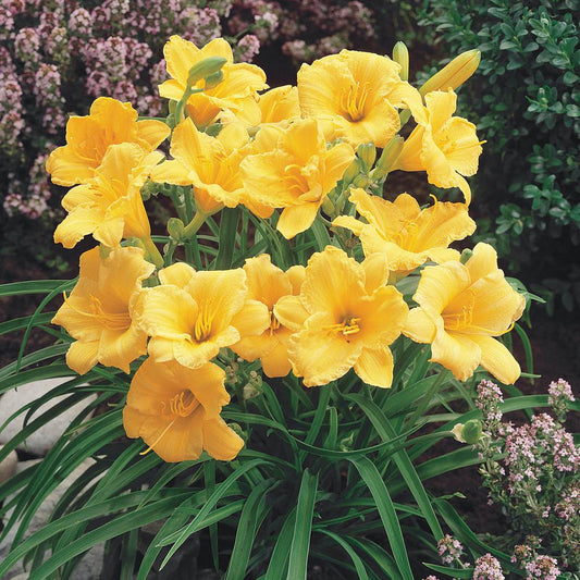Daylily Hemerocallis Stella de Oro