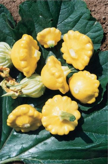 Squash Sunny Delight (3.5") (Shipped)