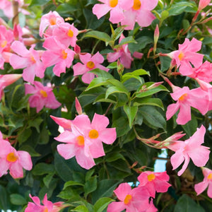 Mandevilla Trellis Pink (3 Gal.)