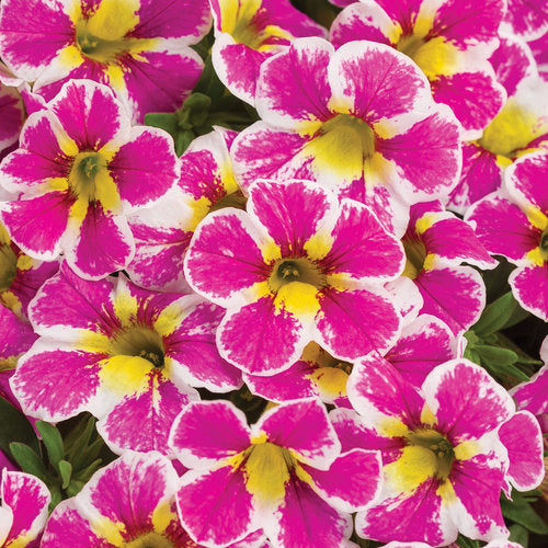Calibrachoa SuperBells Holy Cow! 4.5" (PW) (SHIPPED)
