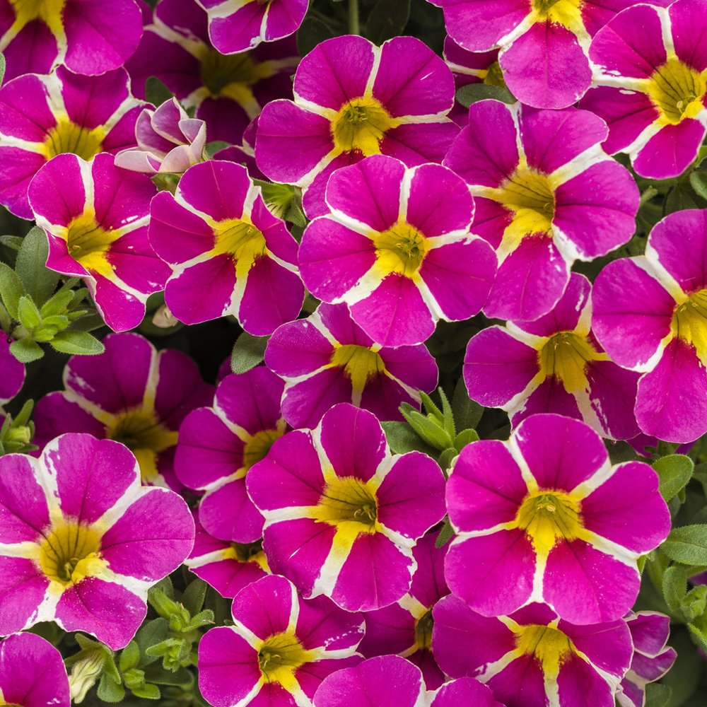 Calibrachoa SuperBells Rising Star 4.5" (PW) (SHIPPED)