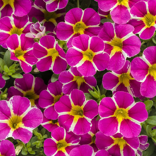 Calibrachoa SuperBells Rising Star 4.5" (PW) (SHIPPED)