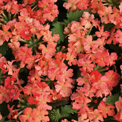 Verbena Superbena Peachy Keen 4.5" (PW) (SHIPPED)