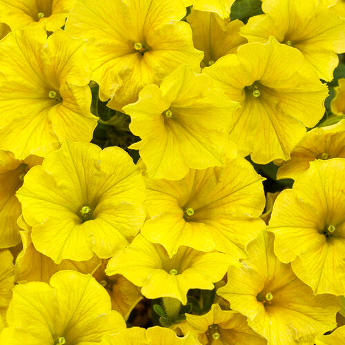Supertunia Mini Vista Yellow 4.5" (PW)