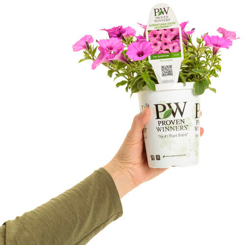 Supertunia Vista Jazzberry 4.3" (PW) (SHIPPED)