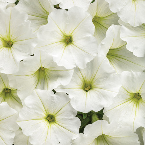 Supertunia Vista Snowdrift 4.5" (PW)