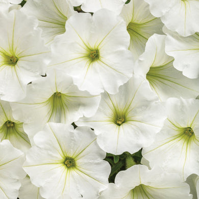 Supertunia Vista Snowdrift (PW)