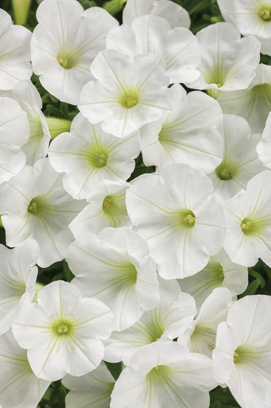 Supertunia Mini Vista White (PW) (SHIPPED)