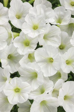 Supertunia Mini Vista White (PW)