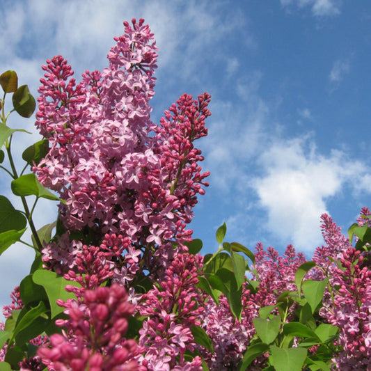 LILAC CRIMSON DOLL (3 gallon) syringa 'Grecrimdoll'