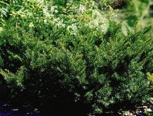 YEW DENSIFORMIS (10 gallon) taxus cuspidata 'Densiformis'