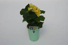 Load image into Gallery viewer, Begonia Hiem Blitz Yellow (4.5&quot; Pot)