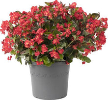 Load image into Gallery viewer, Begonia Viking Explorer Red on Green