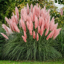 Load image into Gallery viewer, GRASS cortaderia selloana PAMPAS GRASS PINK