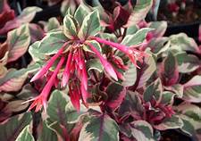 Fuchsia Firecracker (4.5" Pot)