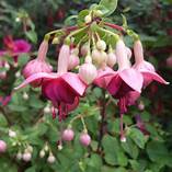 Fuchsia Paula Jane (4.5" Pot)
