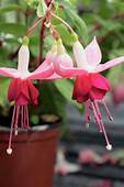 Fuchsia Paula Jane (4.5" Pot)