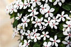 Catharanthus Soiree Kawaii White Peppermint (4.5" Pot)