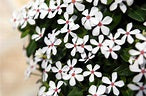 Catharanthus Soiree Kawaii White Peppermint (4.5
