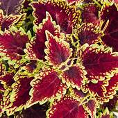 Coleus Main Street Oxford Street (4.5" Pot)