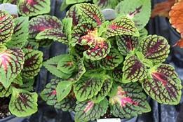 Coleus Main Street La Rambla (4.5" Pot)