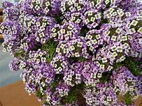 Lobularia Purple Stream (4.5