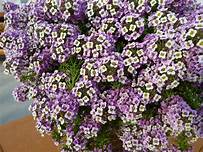 Lobularia Purple Stream (4.5" Pot)