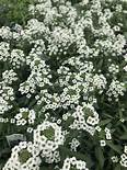 Lobularia White Stream (4.5