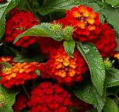 Lantana Hot Blooded (4.5" Pot)