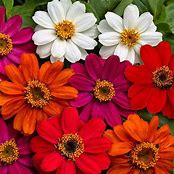 Zinnia Profusion Double Mix (6-06 Pack)