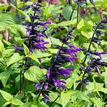 Salvia Purple and Bloom (4.5 Pot)