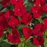 Sunpatiens Compact Deep Red (4.5" Pot)