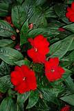 New Guinea Impatiens Petticoat True Red (4.5" Pot)