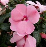New Guinea Impatiens Petticoat Pink Berry Pie (4.5" Pot)