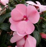 New Guinea Impatiens Petticoat Pink Berry (4.5