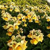 Nemesia Nesia Sunshine (4.5" Pot)