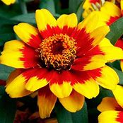 Zinnia Profusion Red Yellow Bicolor (6-06 Pack)
