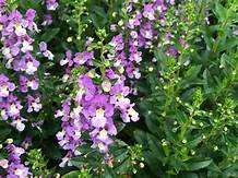 Angelonia Archangel Blue Bicolor (4.5" Pot) (SHIPPED)