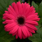 Gerbera Daisy Jaguar Rose Dark Center (4.5" Pot)