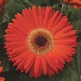 Gerbera Daisy ColorBloom Orange Yellow BiColor
