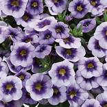 Calibrachoa Eyeconic Purple (4.5" Pot) (SHIPPED)