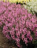 Angelonia Serenita Pink (4.5" Pot)