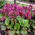 Bergenia Cordifolia Shoeshine Rose