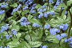 Brunnera Macrophylia