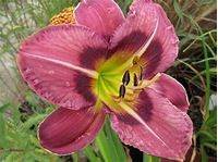 Daylily Hemerocallis Entrapment