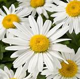 Leucanthemum White Mountain
