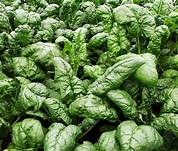 Spinach Bloomsdale (12-04 Pack) (Shipped)