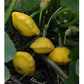 Squash Lemon Sun (3.5") (Shipped)