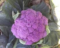 Cauliflower DePurple (3.5") (Shipped)