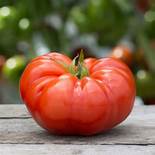 Tomato Beefmaster (3.5")